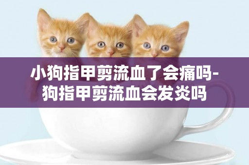 小狗指甲剪流血了會痛嗎-狗指甲剪流血會發炎嗎