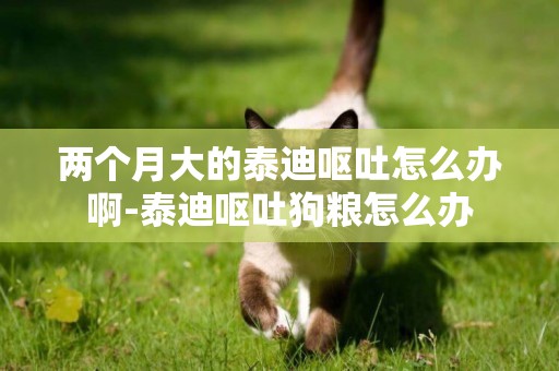 兩個月大的泰迪嘔吐怎么辦啊-泰迪嘔吐狗糧怎么辦