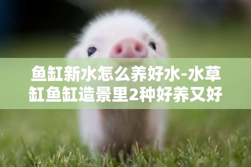 魚缸新水怎么養好水-水草缸魚缸造景里2種好養又好看的水草