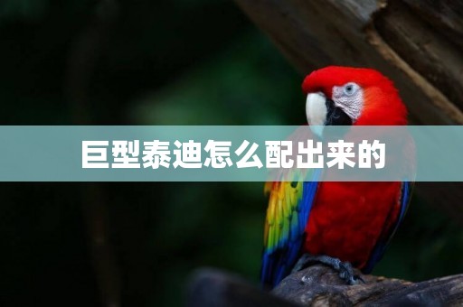 巨型泰迪怎么配出來的