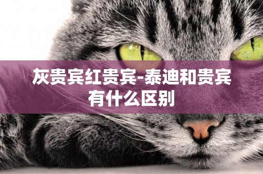 灰貴賓紅貴賓-泰迪和貴賓有什么區別