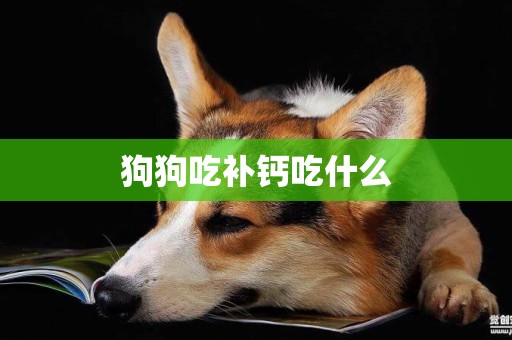 狗狗吃補鈣吃什么
