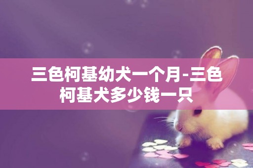 三色柯基幼犬一個月-三色柯基犬多少錢一只
