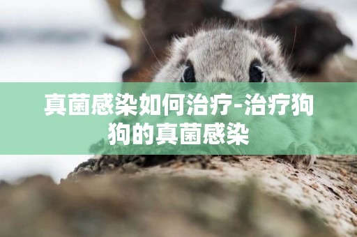 真菌感染如何治療-治療狗狗的真菌感染