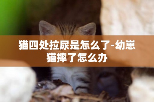 貓四處拉尿是怎么了-幼崽貓摔了怎么辦