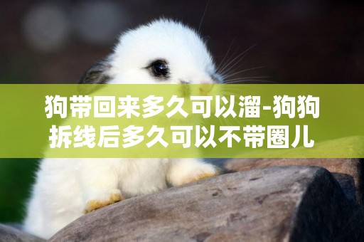 狗帶回來多久可以溜-狗狗拆線后多久可以不帶圈兒