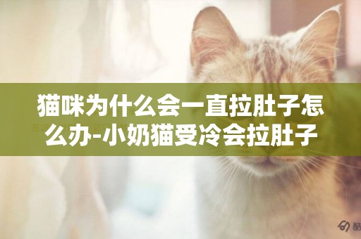 貓咪為什么會一直拉肚子怎么辦-小奶貓受冷會拉肚子怎么辦