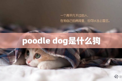 poodle dog是什么狗