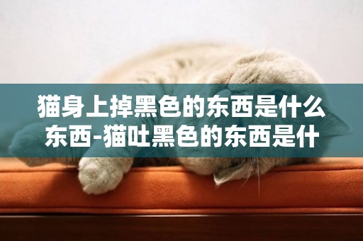 貓身上掉黑色的東西是什么東西-貓吐黑色的東西是什么東西怎么辦