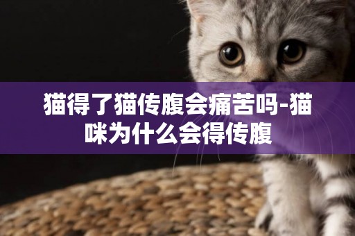 貓得了貓傳腹會痛苦嗎-貓咪為什么會得傳腹