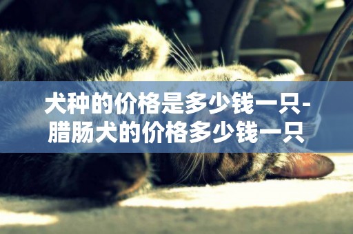 犬種的價格是多少錢一只-臘腸犬的價格多少錢一只