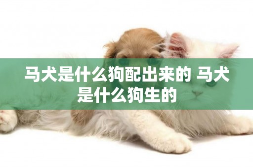馬犬是什么狗配出來的 馬犬是什么狗生的