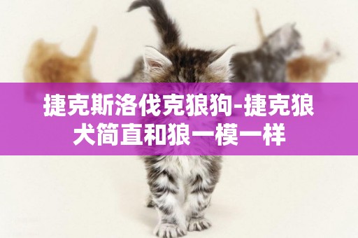 捷克斯洛伐克狼狗-捷克狼犬簡直和狼一模一樣