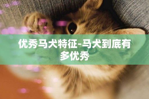優秀馬犬特征-馬犬到底有多優秀
