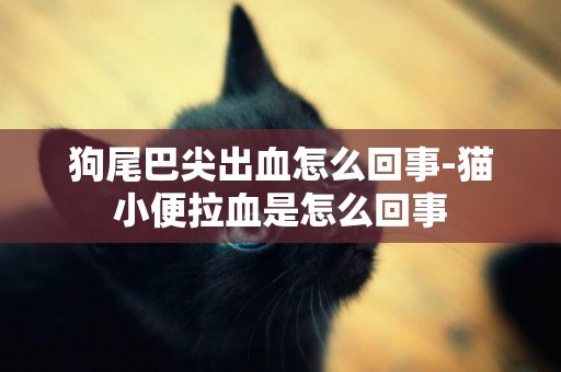 狗尾巴尖出血怎么回事-貓小便拉血是怎么回事