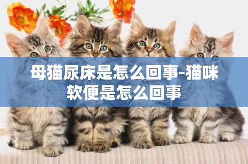 母貓尿床是怎么回事-貓咪軟便是怎么回事