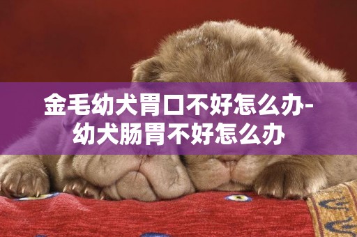 金毛幼犬胃口不好怎么辦-幼犬腸胃不好怎么辦