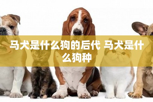 馬犬是什么狗的后代 馬犬是什么狗種