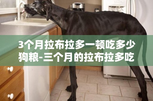 3個月拉布拉多一頓吃多少狗糧-三個月的拉布拉多吃多少狗糧