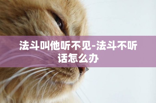 法斗叫他聽不見-法斗不聽話怎么辦