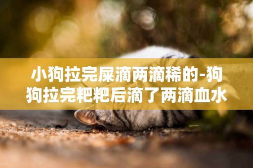 小狗拉完屎滴兩滴稀的-狗狗拉完粑粑后滴了兩滴血水