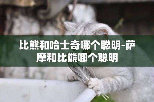 比熊和哈士奇哪個聰明-薩摩和比熊哪個聰明