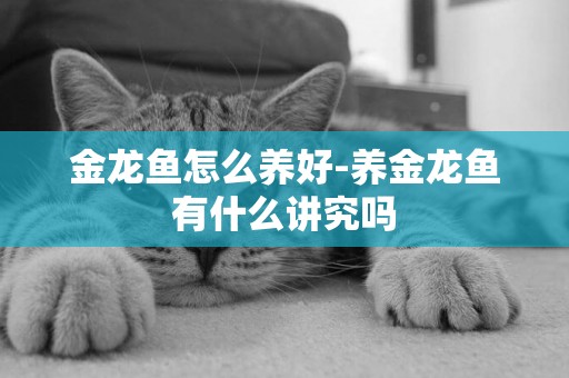 金龍魚怎么養好-養金龍魚有什么講究嗎