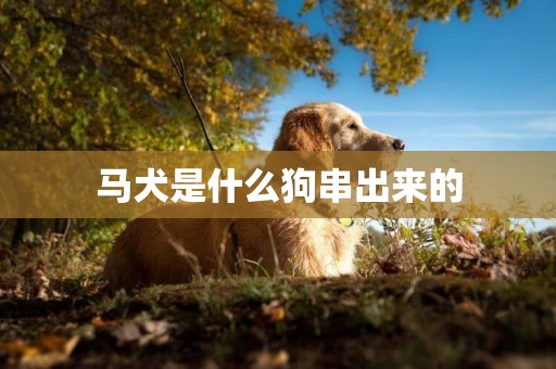 馬犬是什么狗串出來的