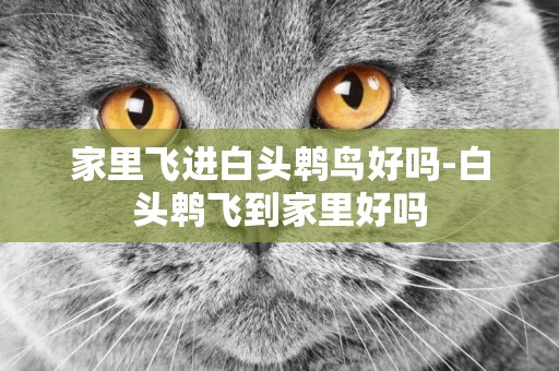 家里飛進白頭鵯鳥好嗎-白頭鵯飛到家里好嗎