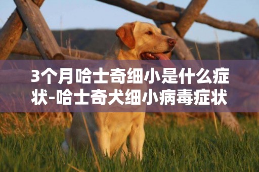 3個月哈士奇細小是什么癥狀-哈士奇犬細小病毒癥狀和治療方法