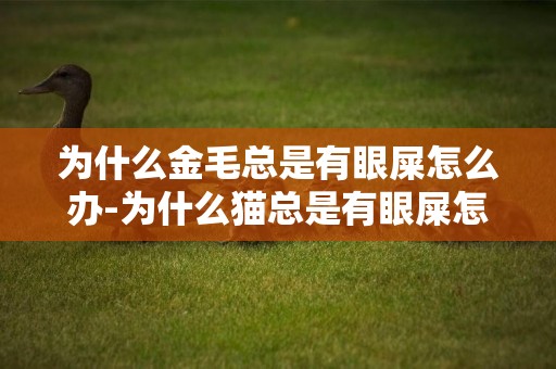 為什么金毛總是有眼屎怎么辦-為什么貓總是有眼屎怎么辦