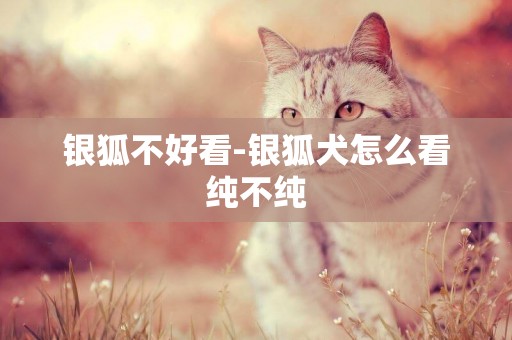 銀狐不好看-銀狐犬怎么看純不純