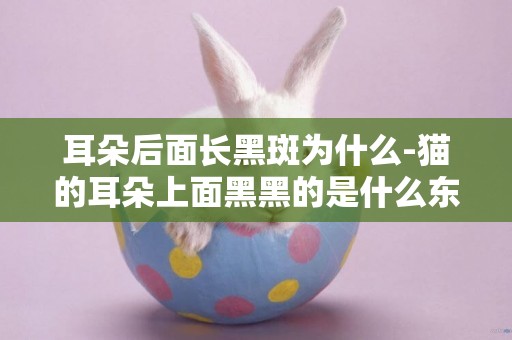 耳朵后面長黑斑為什么-貓的耳朵上面黑黑的是什么東西