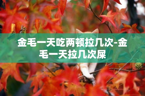 金毛一天吃兩頓拉幾次-金毛一天拉幾次屎
