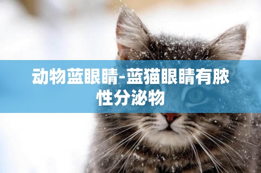 動物藍眼睛-藍貓眼睛有膿性分泌物
