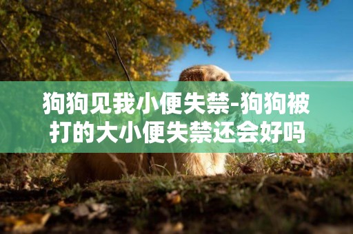 狗狗見我小便失禁-狗狗被打的大小便失禁還會好嗎
