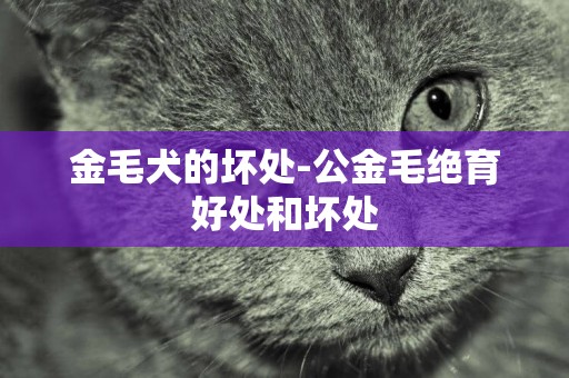 金毛犬的壞處-公金毛絕育好處和壞處