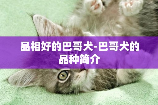 品相好的巴哥犬-巴哥犬的品種簡介