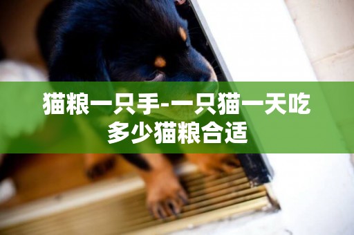 貓糧一只手-一只貓一天吃多少貓糧合適