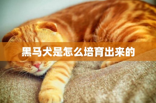 黑馬犬是怎么培育出來的