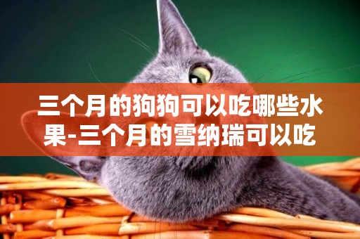 三個月的狗狗可以吃哪些水果-三個月的雪納瑞可以吃什么水果