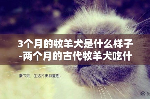 3個月的牧羊犬是什么樣子-兩個月的古代牧羊犬吃什么