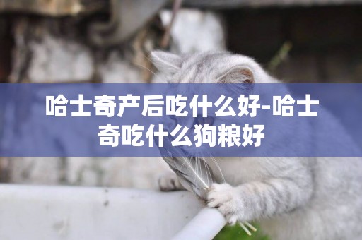 哈士奇產后吃什么好-哈士奇吃什么狗糧好