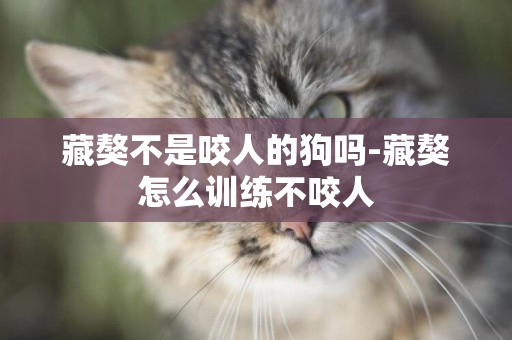 藏獒不是咬人的狗嗎-藏獒怎么訓練不咬人
