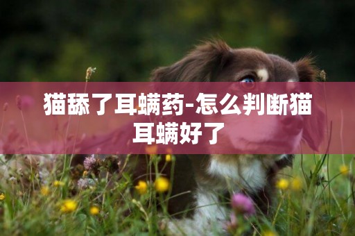 貓舔了耳螨藥-怎么判斷貓耳螨好了
