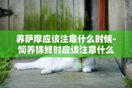 養薩摩應該注意什么時候-飼養錦鯉時應該注意什么