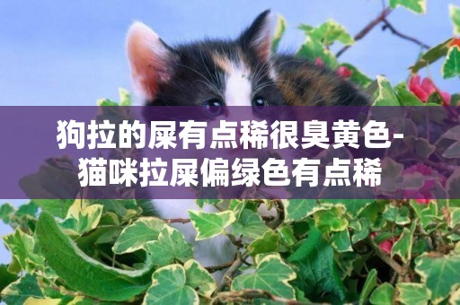 狗拉的屎有點稀很臭黃色-貓咪拉屎偏綠色有點稀