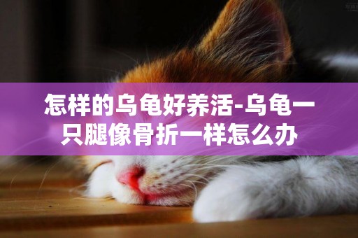 怎樣的烏龜好養活-烏龜一只腿像骨折一樣怎么辦