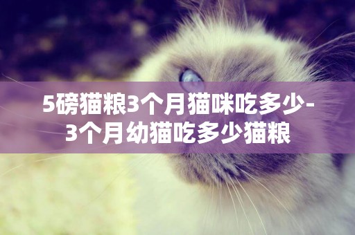 5磅貓糧3個月貓咪吃多少-3個月幼貓吃多少貓糧