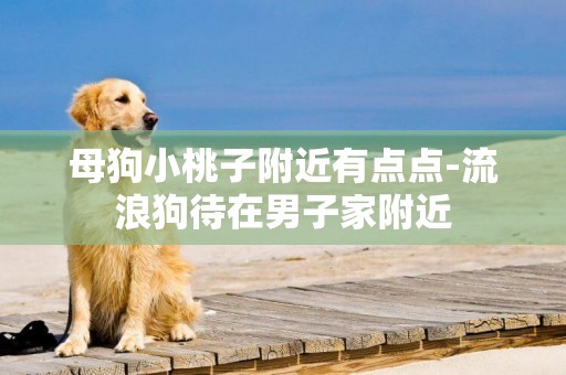 母狗小桃子附近有點點-流浪狗待在男子家附近